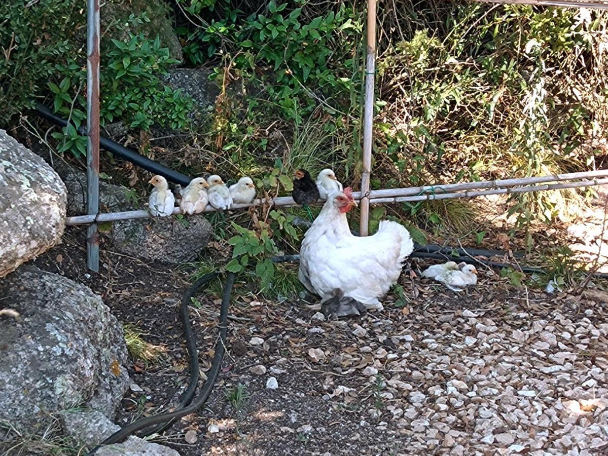 La Cera Farm Camping B&B Santa Teresa Gallura Exterior foto