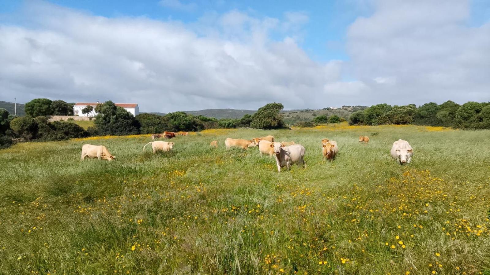 La Cera Farm Camping B&B Santa Teresa Gallura Exterior foto